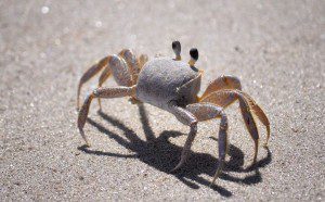 A crab cautiously navigates sandy terrain, avoiding the treacherous crab pot.