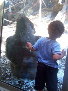 A child observes a gorilla through a window while knowing it will still be there when they get back.