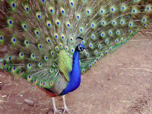 A peacock displaying its majestic feathers.